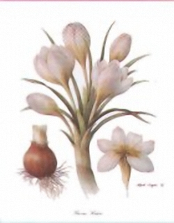 Crocus Sieberi E2 Main Gallery Alfred Sagan