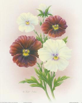 Pansies and Petunias Print C  - 10