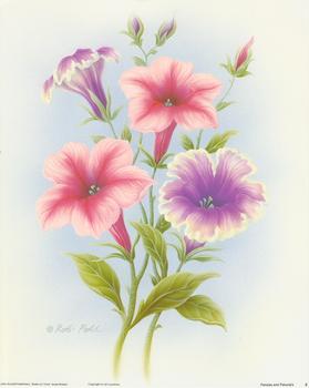 Pansies and Petunias Print B  - 10