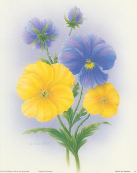 Pansies and Petunias Print A  - 10