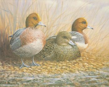 Wigeon Trio Ducks 10