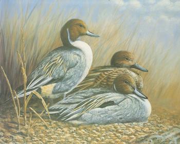 Pintail Trio  10