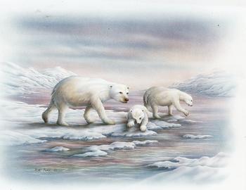 Arctic Life Polar Bears B7 - Rob Pohl Print - 10