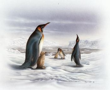 Arctic Life Penguins B8  - Rob Pohl Print - 10