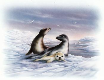Arctic Life Sea Lions B9  - Rob Pohl Print - 10