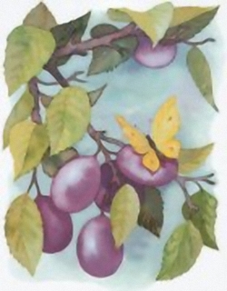 The plums and the butterfly B10 Main Gallery Cornelia Ellinger