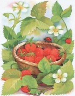 Strawberries B2 Main Gallery Cornelia Ellinger