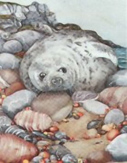 The Seal C7 Main Gallery Sheila Mannes Abbot