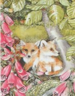 The Foxes C9 Main Gallery Sheila Mannes Abbot