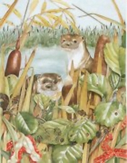 Otters B5 Main Gallery Sheila Mannes Abbot