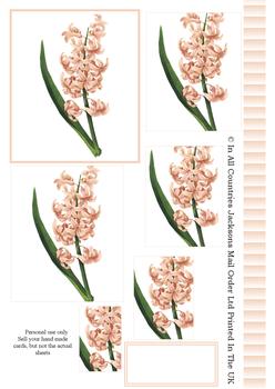 Hyacinth Spring Flower - PYRAMID SHEET . -Jacksons mail Order