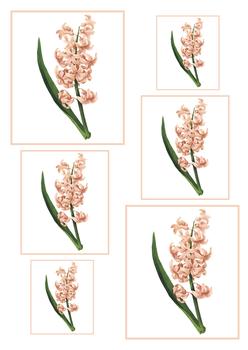 Hyacinth Spring Flower - TOPPER SHEET . -Jacksons mail Order