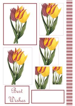 Tulip PYRAMID SHEET 0 -Jacksons mail Order