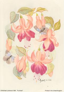 FUCHSIAS - Print Size 5