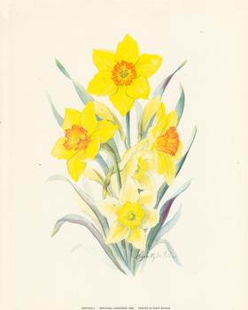 DAFFODILS - 8