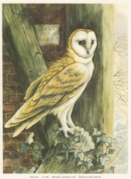 BARN OWL - Print CP1082 - by Elizabeth de Lisle - Print Size 6.2