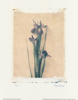 IRIS FLOWER 10