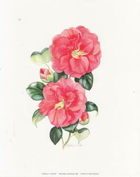 CAMELLIA - PEACHES Print by Michael Lockwood - 8