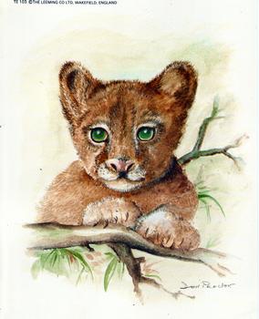 Lion Cub - 10 x 8 Print by Don Proctor *