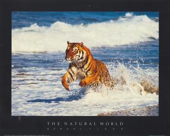 BENGAL TIGER -  Print from the Natural World - 10