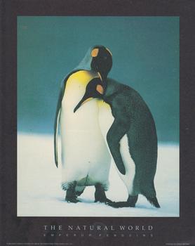 EMPEROR PENGUINS -  Print from the Natural World - 10