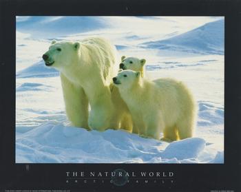 ARCTIC FAMILY ** POLAR BEARS- Print from the Natural World - 10