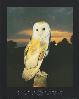 BARN OWL - Print from the Natural World - 10