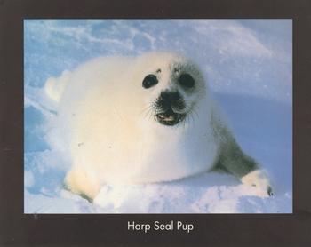 HARP SEAL PUP - Print from the Natural World - 10