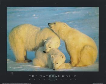 POLAR BEARS -  Print from the Natural World - 10