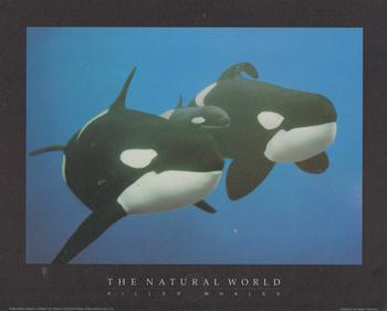 KILLER WHALES - Print from the Natural World - 10