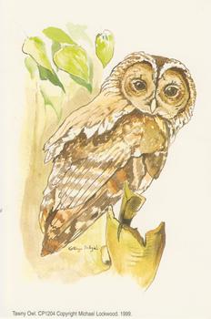 Tawny Owl A Michael Lockwood Print - CP1024 4