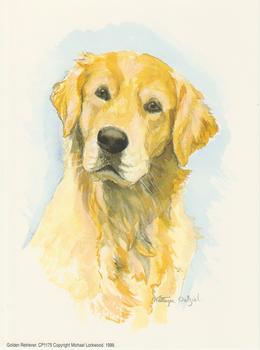 Golden Retriever Dog by Kathryn Dalziel . Kathryn Dalziel