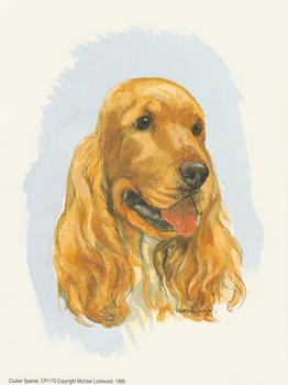 Cocker Spaniel Dog CP1173 - by Michael Lockwood -