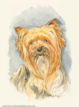 Yorkshire Terrier Dog CP1180 - by Michael Lockwood . -