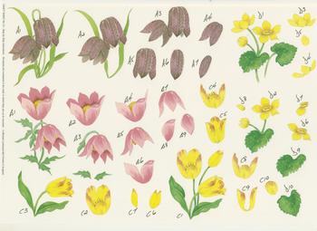 Crocuses - A4 Step by Step . *