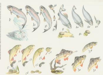 Fish - A4 Step by Step - No 26 . -