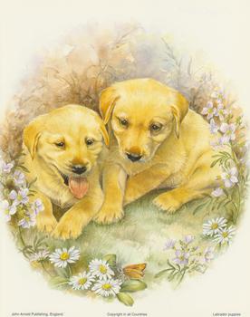 Labrador Puppies . 