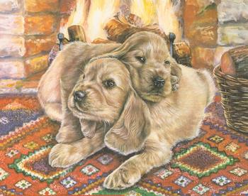 Cocker Spaniels Puppies - 10 x 8 Prints . Jacksons Mail Order