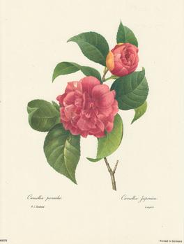 Redoute Camellia Japonica . P J Redoute