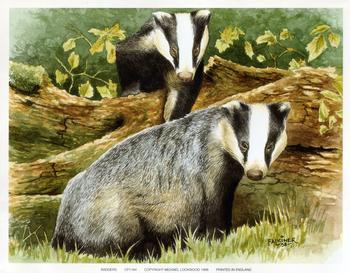 Badgers - 9