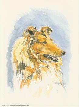 Collie Dog by Kathryn Dalziel Print CP1177 . Kathryn Dalziel