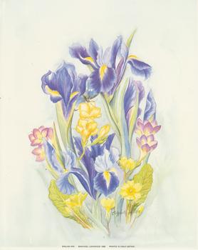 English Iris - 10x8 Print . Elizabeth De Lisle