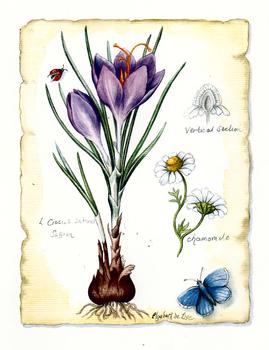 Crocus . Elizabeth De Lisle