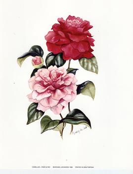 Camellias - Pinks & Red ** Print Size 8